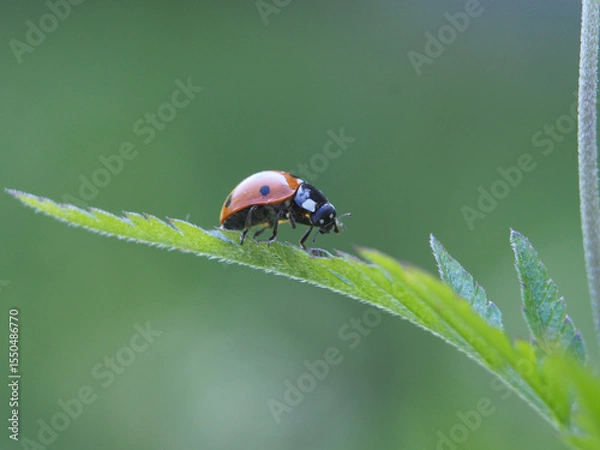 Fototapeta Isolated close-up of a common ladybug (coccinella septempunctata) walking on the leaf of a tansy (tanacetum vulgare). Königswinter