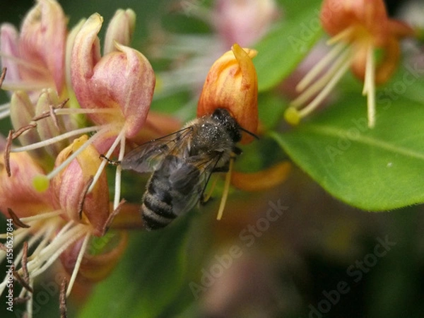 Fototapeta Isolated macro close-up top view of a European honey bee (apis mellifera) collecting pollen from a fragrant grove honeysuckle (Lonicera acuminata). Bonn