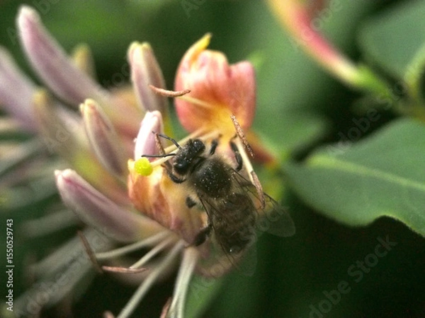 Fototapeta Isolated macro close-up of a European honey bee (apis mellifera) collecting pollen from a fragrant grove honeysuckle (Lonicera acuminata). Bonn