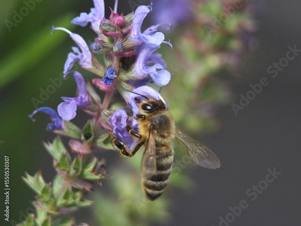 Fototapeta Isolated macro close-up of a European honey bee (apis mellifera) collecting pollen from a salvia nemerosa