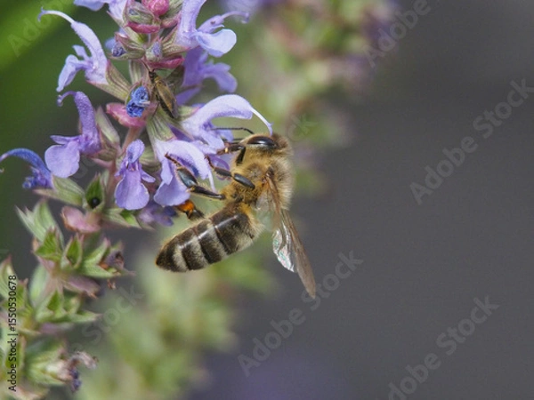 Fototapeta Isolated macro close-up side view of a European honey bee (apis mellifera) collecting pollen from a salvia nemerosa