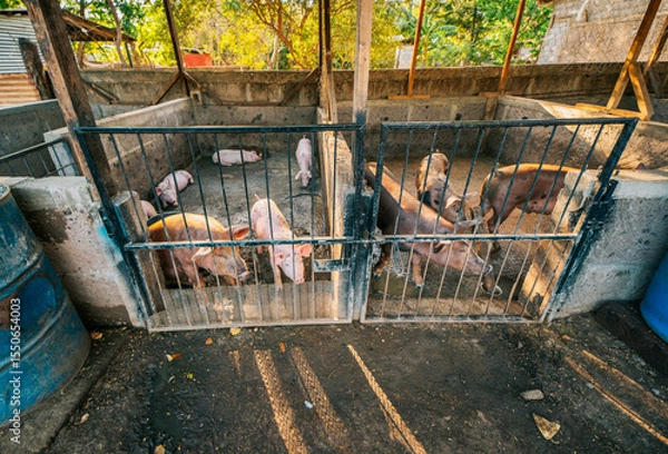 Fototapeta Indian pigs and farmers in a home-based pig farm