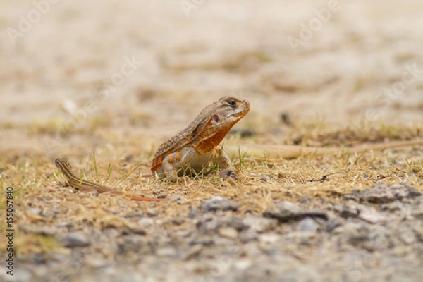 Obraz Butterfly lizard in nature,Small-scaled lizard (round lizard)