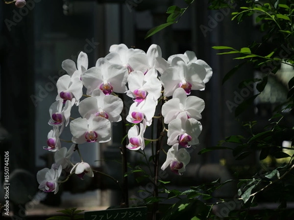 Obraz 屋内に展示されているコチョウラン