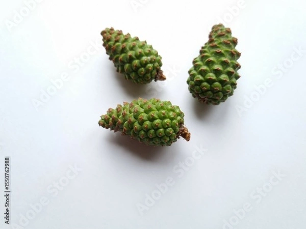 Obraz Three green cones on a light background. Spruce green young cones