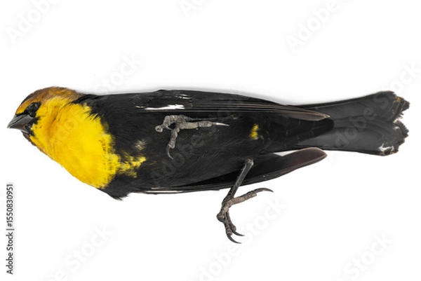 Fototapeta dead bird on white background of the species Xanthocephalus xanthocephalus, dead bird concept