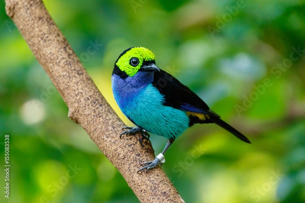 Obraz Paradise Tanager