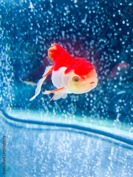 Obraz 水槽で優雅に泳ぐオランダ獅子頭