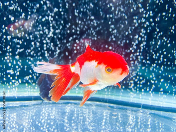 Obraz 水槽で優雅に泳ぐオランダ獅子頭