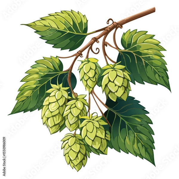 Obraz Hop cones on a branch color vector illustration. Image of an ingredient for beer with leaves on an isolated background. For packaging and design