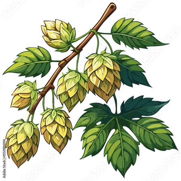 Obraz Hop cones on a branch color vector illustration. Image of an ingredient for beer with leaves on an isolated background. For packaging and design