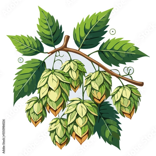 Obraz Hop cones on a branch color vector illustration. Image of an ingredient for beer with leaves on an isolated background. For packaging and design