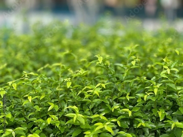 Obraz close up of a fresh green lettuce
