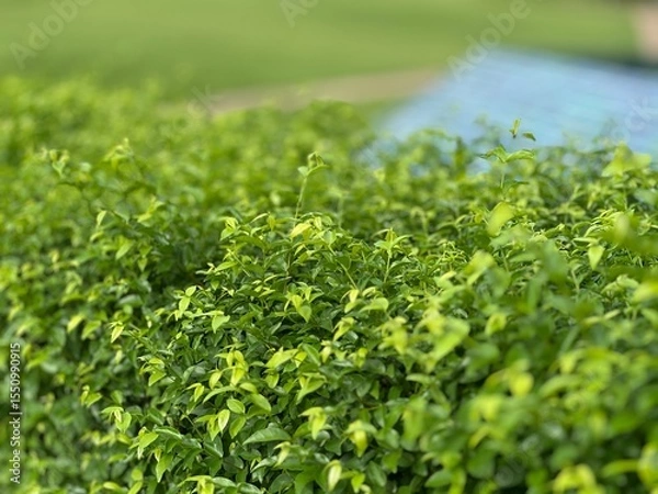 Obraz close up of fresh herbs