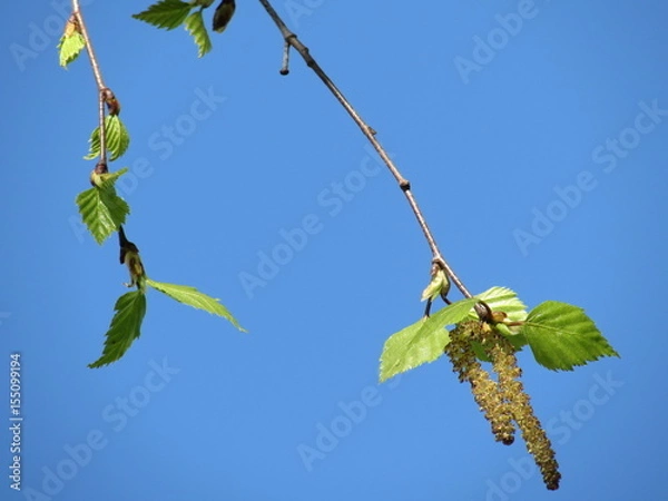 Obraz Birch buds