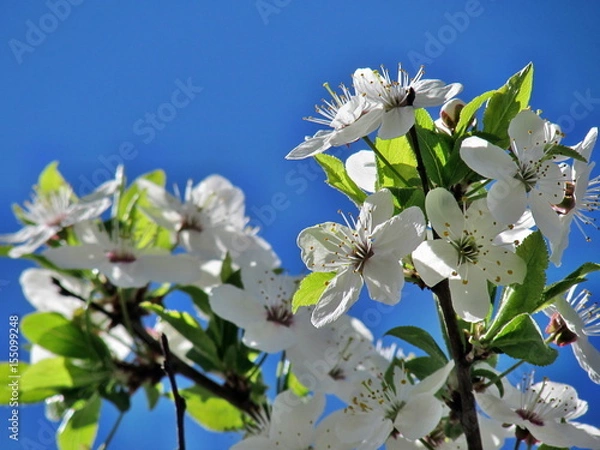 Obraz Cherry blossoms 3