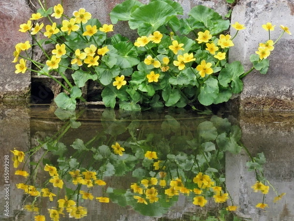Obraz Yellow flowers