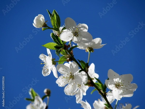 Obraz Cherry blossoms