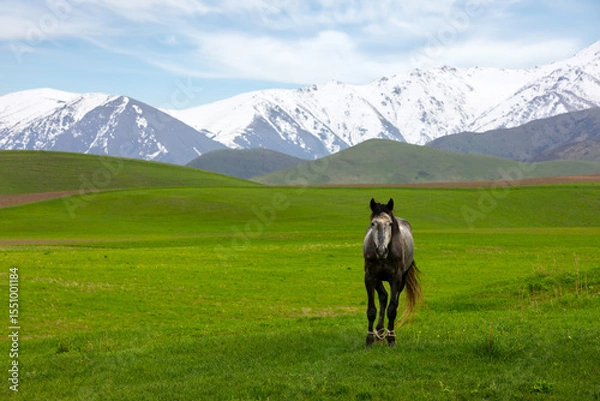 Obraz Horse standing in green field with mountains in background in Kyrgyzstan
