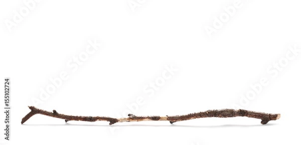 Obraz dry rotten birch branch isolated on white background
