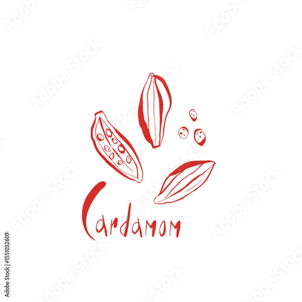 Fototapeta Hand drawn cardamom illustration set with whole pods seeds and lettering in red color for spice branding and kitchen decor