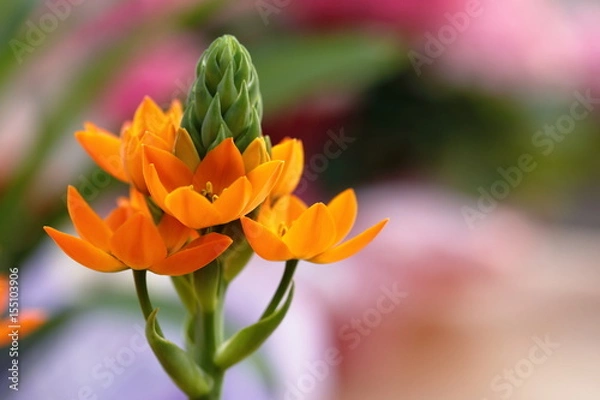 Obraz ornitogallo flower