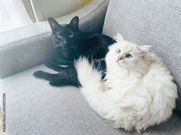 Obraz 白い長毛種のくつろいだ様子の猫