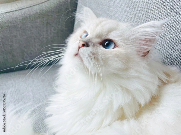 Fototapeta 白い長毛種のくつろいだ様子の猫