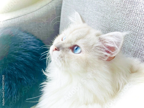 Obraz 白い長毛種のくつろいだ様子の猫