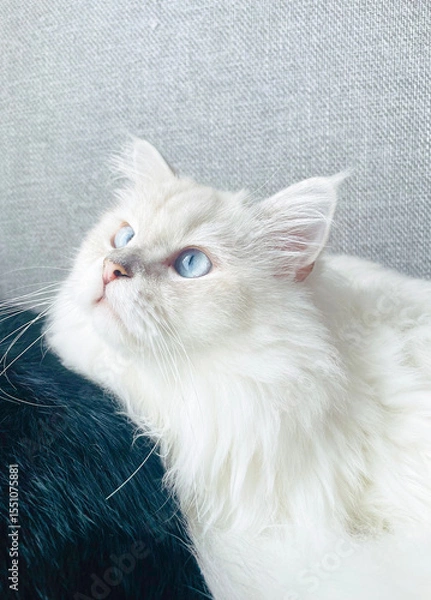 Obraz 白い長毛種のくつろいだ様子の猫