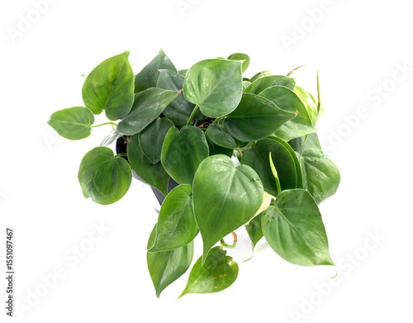 Fototapeta pothos in studio