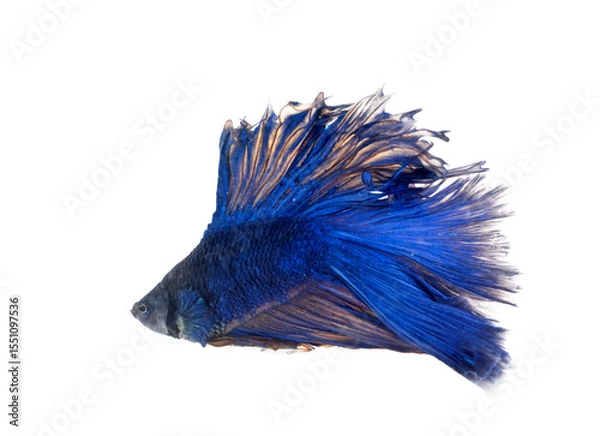 Fototapeta Siamese fighting fish in studio