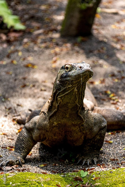 Fototapeta Komodo dragon giant lizard (Varanus komodoensis), Native to a few Indonesian islands within the Komodo National Park