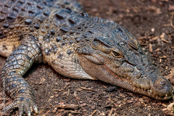 Fototapeta Close up of Crocodile or Aligator, wild powerful predator gaze from a formidable reptile, blending seamlessly with its natural habitat