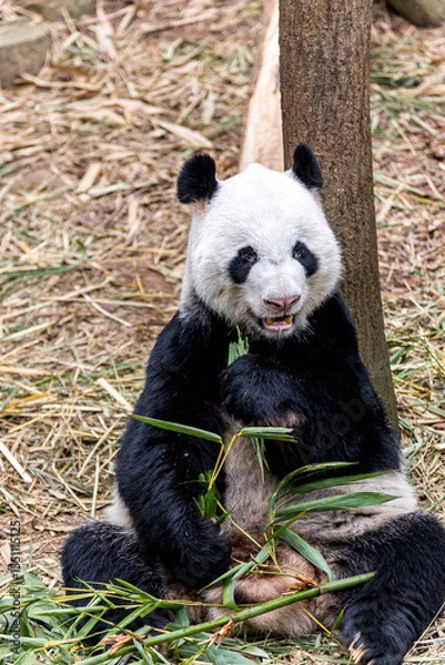 Fototapeta A giant panda from China enjoying a meal of fresh bamboo