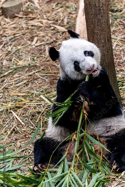 Fototapeta A giant panda from China enjoying a meal of fresh bamboo