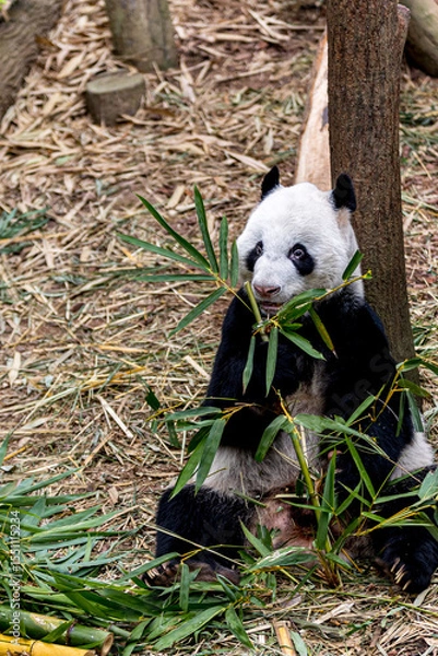 Fototapeta A giant panda from China enjoying a meal of fresh bamboo