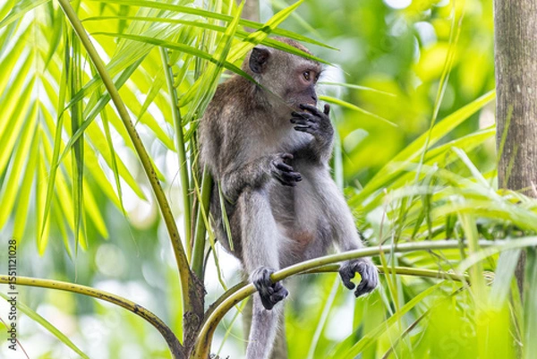 Fototapeta A long-tailed macaque, also known as a crab-eating macaque monkey ape, is seen perched among lush green foliage forest jungle