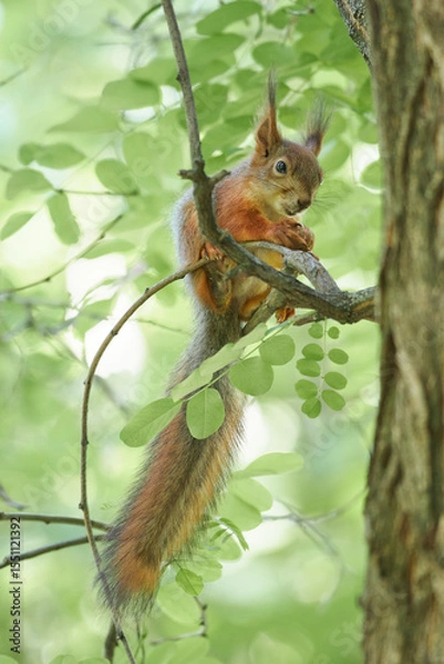 Fototapeta Red squirrel 