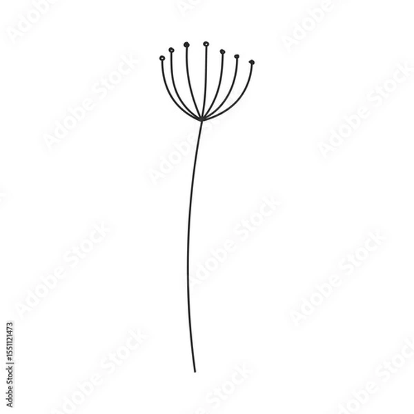 Fototapeta Hand drawn floral design. Delicate long stem topped with fine seeds. Simple botanical design element in linear doodle style. Vector 10 EPS.