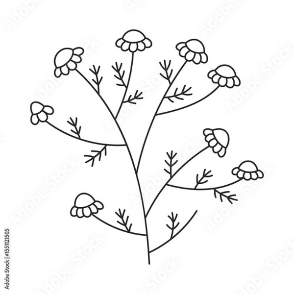 Fototapeta Hand drawn floral design. Wild chamomile with tiny flowers. Simple botanical design element in linear doodle style. Vector 10 EPS.