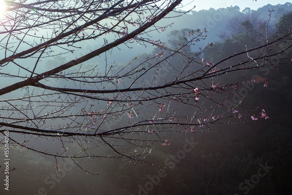 Fototapeta Cherry blossom branches in the morning, with a light foggy background, giving a refreshing feeling in the morning of growth, blooming, and new beginnings.