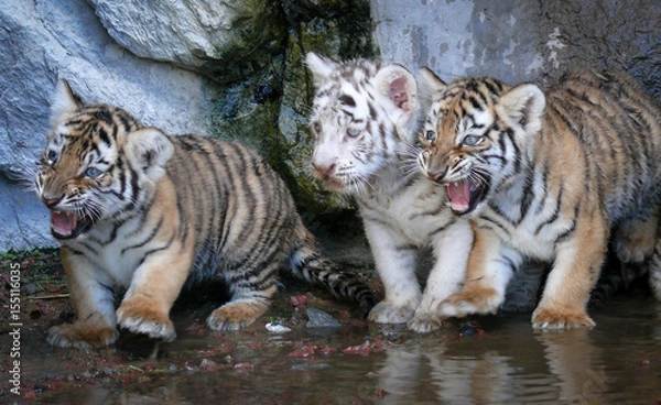 Obraz cachorros de tigre