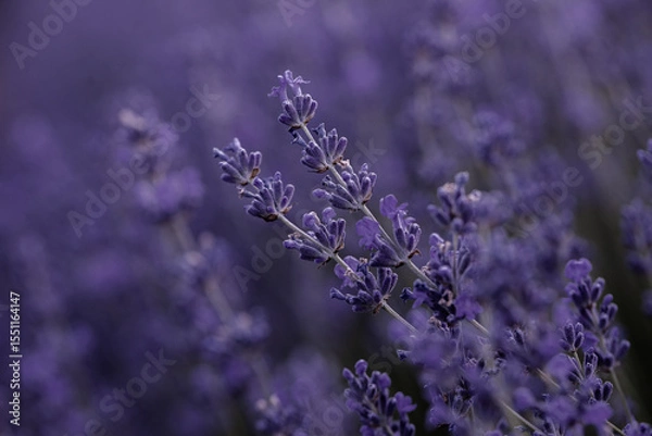 Fototapeta Lavender flowers in Provence, France. Macro purple background with blooming lavender field.