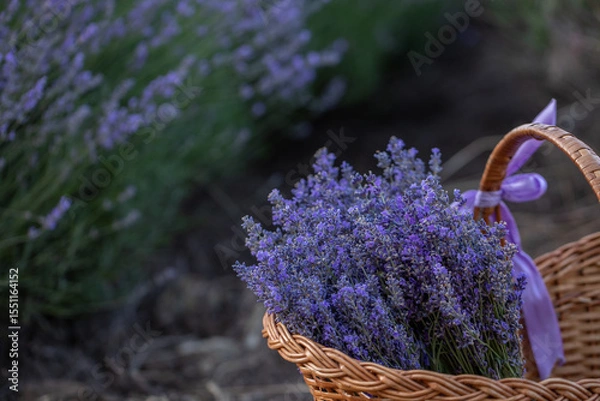 Fototapeta Lavender flowers in Provence, France. Macro purple background with blooming lavender field.