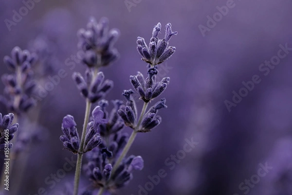 Fototapeta Lavender flowers in Provence, France. Macro purple background with blooming lavender field.