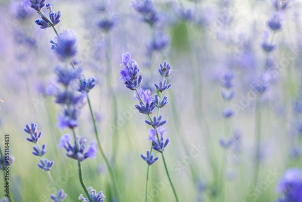 Fototapeta Lavender flowers in Provence, France. Macro purple background with blooming lavender field.