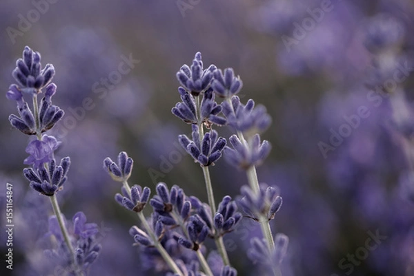 Fototapeta Lavender flowers in Provence, France. Macro purple background with blooming lavender field.