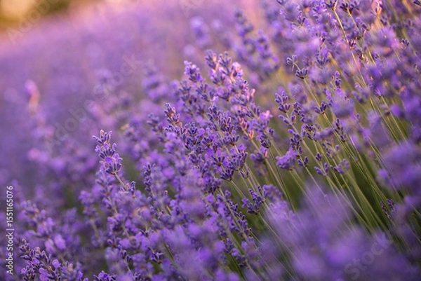 Fototapeta Lavender flowers in Provence, France. Macro purple background with blooming lavender field.