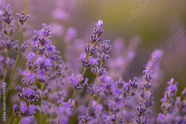 Fototapeta Lavender flowers in Provence, France. Macro purple background with blooming lavender field.
